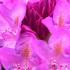 Rhododendron Roseum Elegans - spectacular pink flowers in late May 