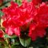 A compact evergreen shrub with vibrant scarlet blooms and lush green foliage perfect for brightening any garden.