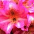 Rhododendron Scintillation, RHS awarded AGM for sale online from our London plant centre.