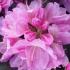 Rhododendron Scintillation pink flowering shrub to buy online UK