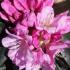 Rhododendron Scintillation Pink Flowering for sale online, UK