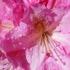 Rhododendrons for sale online, UK delivery