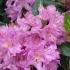 Goldflimmer Rhododendron for sale UK