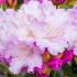 Rhododendron Yakushimanum Silberwolke Silver Cloud, flowering in early summer, for sale online UK