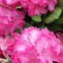 Rhododendrons Germania dark pink flowers - to buy online UK