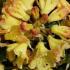 Rhododendrons - yellow flowering, Nancy Evans hybrid, buy UK