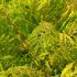 Rhus Tiger Eyes deciduous shrub with bright yellow leaves and red stems