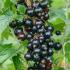 Ribes Ben Nevis Black Currant, deciduous fruiting shrub