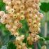 Ribes Rubrum Weisse Versailles White Currant for Sale Online