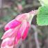 Ribes Sanguineum is also known as red currant, beautiful red buds, profuse flowers, buy UK.