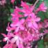 Ribes Sanguineum. Red Flowering Currant for Sale Online at our London garden centre with UK delivery.