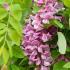 Robinia Pseudoacacia Casque Rouge trees, part of our specimen deciduous trees selection for sale online with UK delivery.