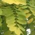 Robinia Pseudoacacia tree, part of our large deciduous trees collection, for sale online with UK delivery.