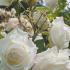 Rosa Korjoslio or Alaska white climbing rose