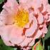 Rosa Alibaba Climbing Rose in flower