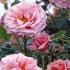 Rosa Aloha Kordes Climbing Rose, beautifully scented flowers, vigorous climber, buy online with UK delivery