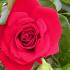 Rosa Amadeus climbing rose with red flowers