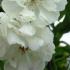 Rosa Banksiae Alba Climbing Rose, white double blooms, for sale online UK nationwide delivery.