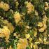 Rosa Banksiae Lutea or Yellow Banksian Rose is a Yellow Climbing Rose, buy UK