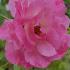 Rosa Banksiae Rosea or Banks Rose Rosea is a Pink Rambling Rose. Buy online UK delivery.