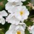 Rosa Bobbie James rambling rose producing masses of creamy white fragrant blooms. A beautiful vigorous rambler for sale online with UK delivery.