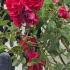 Rosa Crimson Shower is a stunning rambling rose with deep green foliage and masses of dark red blooms, fragrant and abundant flowers from midsummer buy UK.