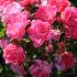 Rosa Heidetraum Plus Pink Flowering, pretty climbing rose, to buy online UK