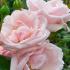 Rosa New Dawn climbing rose with pale pink flowers