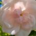 Flower just opening of Rosa New Dawn Climbing Rose