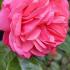 Rosa Rosanna, pretty pink flowering climbing rose, buy online UK delivery