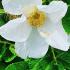 Rosa Rugosa Alba Shrub Rose Alba or White Japanese Rose for sale online with UK and Ireland delivery.