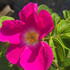 Rosa rugosa Rubra with spiny stems and fragrant purple pink flowers