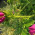 Rosa rugosa Rubra shrub rose with fragrant purple pink flowers and textured foliage