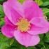 Rosa Rugosa Rubra, Pink Rose. Red Japanese Rose Buy online with UK and Ireland delivery.