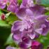 Rosa Veilchenblau Rambling Rose, beautiful rambler with fabulous perfume and purple violet flowers, RHS AGM, a spectacular variety, buy UK.