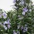 Rosemary Shrubs for sale Online. UK wide delivery