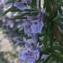 Rosmarinus officinalis Prostratus Group. Rosemary plants to buy online with UK delivery.