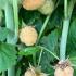 Rubus Idaeus Fallgold Raspberry Fallgold with Yellow Fruits