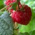 Rubus Idaeus Glen Ample Raspberry Cane AGM-winning Fruiting Bush