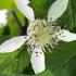 Rubus Idaeus Tulameen a fabulous choice for Raspberries, virtually spine free and masses of delicious fruit a must for the fruiting garden, buy UK.