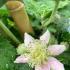 Rubus Laciniatus Thornless Evergreen Blackberry Bramble