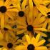 Rudbeckia Fulgida Goldsturm, also known as Coneflower Echinacea Yellow Storm for sale online buy UK