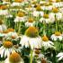 Rudbeckia White. Swan Coneflower White Swan. Echinacea perennials for sale online UK delivery.