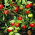 Ruscus Aculeatus Butcher