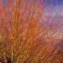 Salix Alba Chermesina Scarlet Willow, a mid-sized deciduous willow tree with striking winter colour when the bare branches are brilliant orange scarlet.