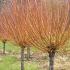 Salix Alba White Willow Tree for Sale Online UK