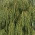 Salix Babylonica or Weeping Willow tree growing on a riverbank, buy Weeping Willow trees online UK