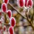 Salix Gracilistyla Mount Aso or Japanese Pink Pussy Willow, very pretty pink catkins on this ornamental tree, for sale online UK delivery.