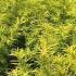 Salix Sachalinensis Golden Sunshine Willow is a Gold Ornamental Willow tree, buy UK