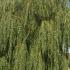 Salix Sepulcralis Chrysocoma or Golden Weeping Willow Tree buy online with UK delivery